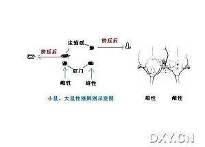 丁香实验推荐阅读