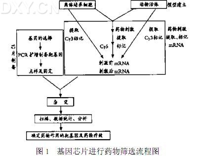 丁香实验推荐阅读