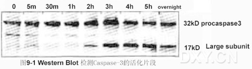 丁香实验推荐阅读