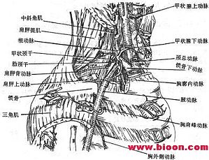 丁香实验推荐阅读