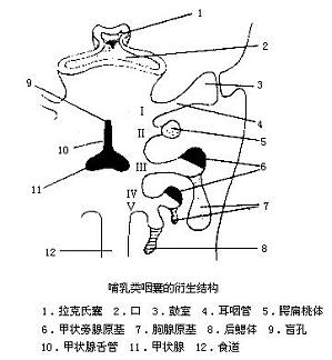 丁香实验推荐阅读