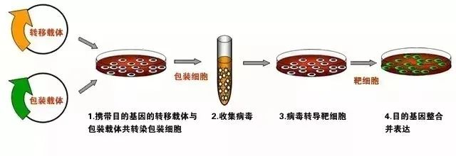 丁香实验推荐阅读