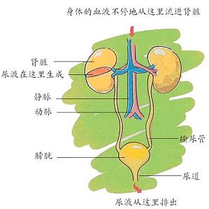 丁香实验推荐阅读