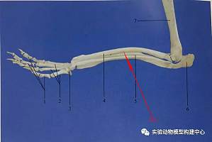 丁香实验推荐阅读