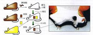 丁香实验推荐阅读