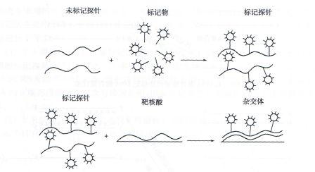 丁香实验推荐阅读