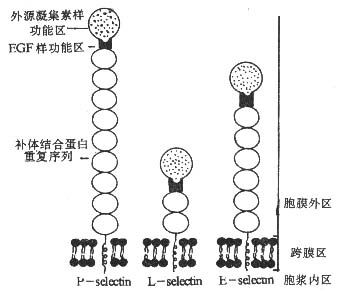 丁香实验推荐阅读