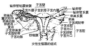 丁香实验推荐阅读