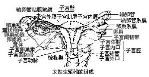 丁香实验推荐阅读