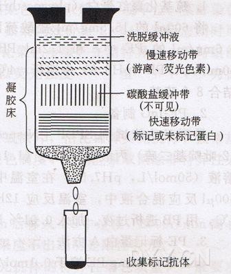 丁香实验推荐阅读