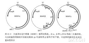 丁香实验推荐阅读