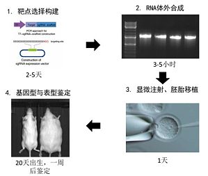 丁香实验推荐阅读