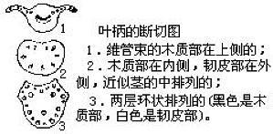 丁香实验推荐阅读