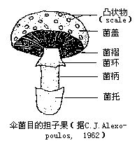 丁香实验推荐阅读