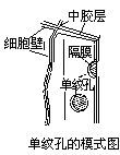 丁香实验推荐阅读