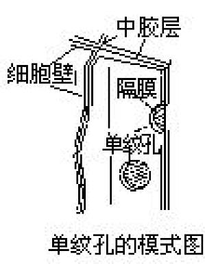 丁香实验推荐阅读