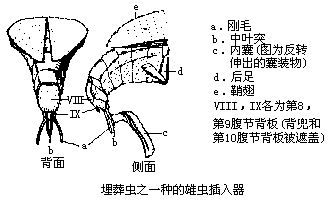 丁香实验推荐阅读