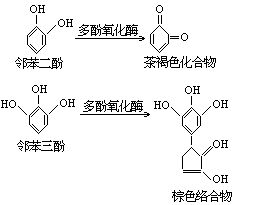 丁香实验推荐阅读