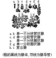 丁香实验推荐阅读