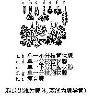 丁香实验推荐阅读