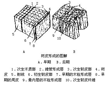 丁香实验推荐阅读