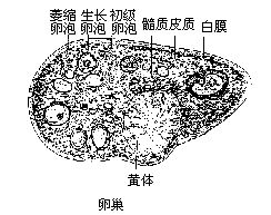 丁香实验推荐阅读