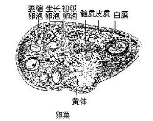 丁香实验推荐阅读
