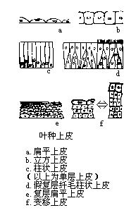 丁香实验推荐阅读