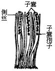 丁香实验推荐阅读