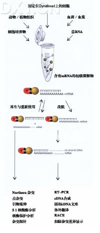 丁香实验推荐阅读