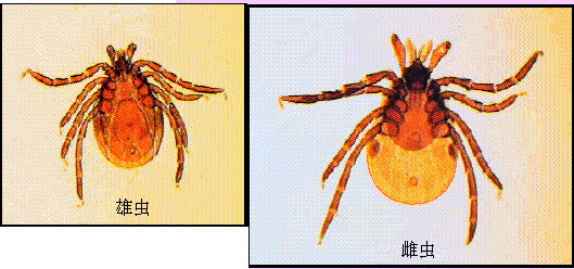 丁香实验推荐阅读