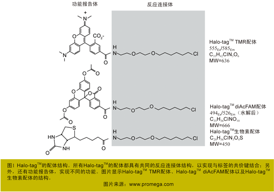 丁香实验推荐阅读