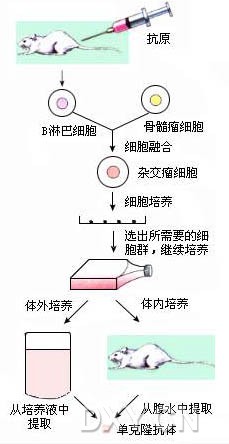 丁香实验推荐阅读