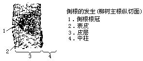 丁香实验推荐阅读