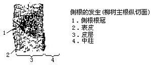 丁香实验推荐阅读