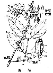 丁香实验推荐阅读