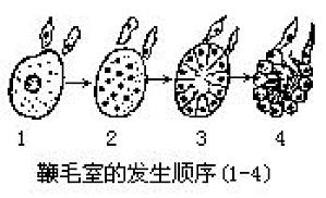 丁香实验推荐阅读