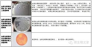 丁香实验推荐阅读
