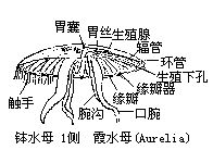 丁香实验推荐阅读