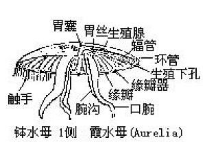 丁香实验推荐阅读
