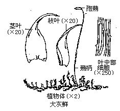 丁香实验推荐阅读