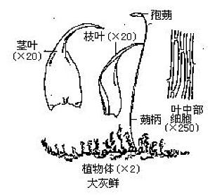 丁香实验推荐阅读
