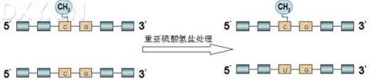 丁香实验推荐阅读