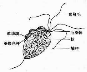 丁香实验推荐阅读