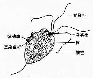 丁香实验推荐阅读