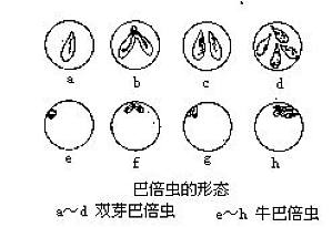 丁香实验推荐阅读