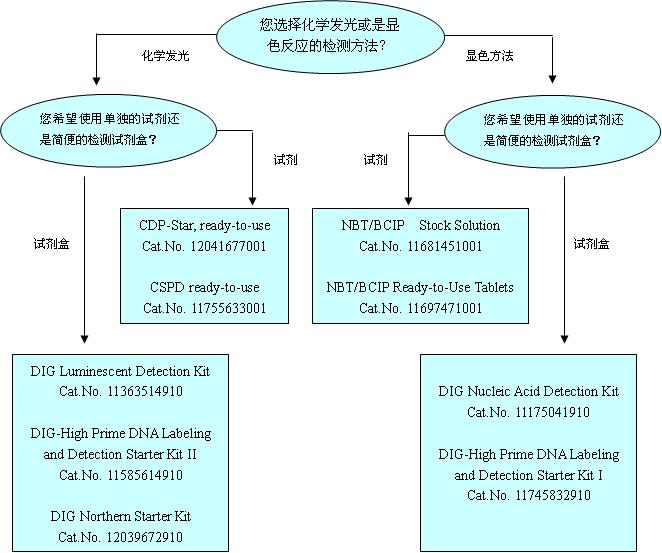 丁香实验推荐阅读