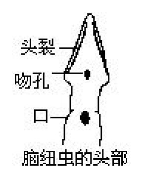 丁香实验推荐阅读