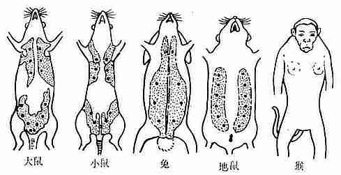 丁香实验推荐阅读