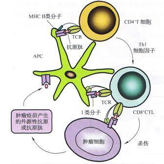 丁香实验推荐阅读